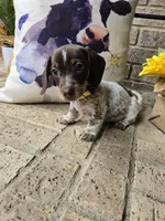 Barbie, a female Miniature Dachshund for sale in Georgetown, TX – 3 of 8