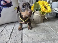 Sally, a female Miniature Dachshund for sale in Georgetown, TX – 10 of 10