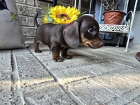 Daisy, a female Miniature Dachshund for sale in Georgetown, TX – 7 of 10