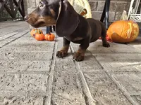 Bear, a male Miniature Dachshund for sale in Georgetown, TX – 8 of 10