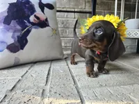 Daisy, a female Miniature Dachshund for sale in Georgetown, TX – 8 of 10