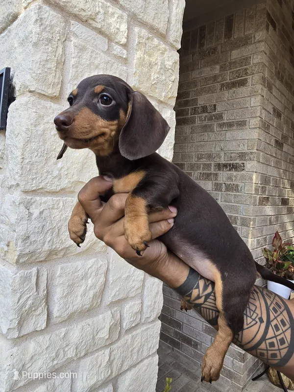 Molly--AKC Miniature Dachshund Puppy — Chocolate & Tan – Miniature Dachshund puppy for sale in Georgetown, TX