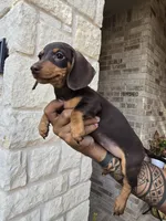 Molly--AKC Miniature Dachshund Puppy — Chocolate & Tan, a female Miniature Dachshund for sale in Georgetown, TX – 1 of 10