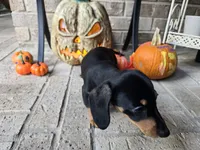 Rollo, a male Miniature Dachshund for sale in Georgetown, TX – 9 of 10