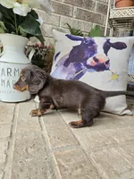 Bear, a male Miniature Dachshund for sale in Georgetown, TX – 2 of 9