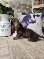 Bear, a male Miniature Dachshund for sale in Georgetown, TX – 3 of 9