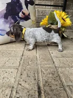 Barbie, a female Miniature Dachshund for sale in Georgetown, TX – 8 of 8