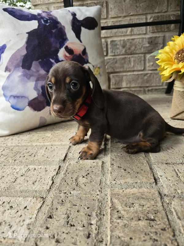 Bear – Miniature Dachshund puppy for sale in Georgetown, TX
