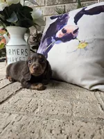 Buddy, a male Miniature Dachshund for sale in Georgetown, TX – 7 of 8