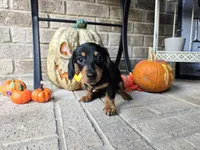 Rollo, a male Miniature Dachshund for sale in Georgetown, TX – 2 of 10
