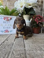 Rocky, a male Miniature Dachshund for sale in Georgetown, TX – Photo 3 of 10