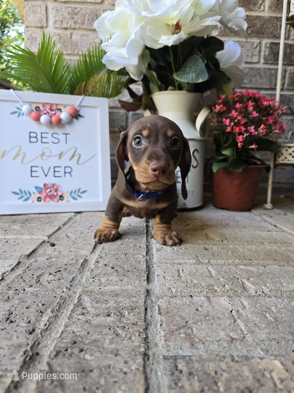 Rocky – Miniature Dachshund puppy for sale in Georgetown, TX