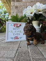 Rocky, a male Miniature Dachshund for sale in Georgetown, TX – Photo 7 of 10