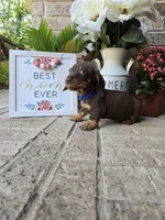 Rocky, a male Miniature Dachshund for sale in Georgetown, TX – Photo 6 of 10