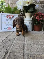 Rocky, a male Miniature Dachshund for sale in Georgetown, TX – Photo 8 of 10