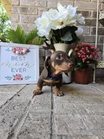 Rocky, a male Miniature Dachshund for sale in Georgetown, TX – Photo 2 of 10
