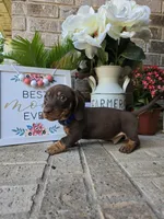 Rocky, a male Miniature Dachshund for sale in Georgetown, TX – Photo 10 of 10