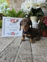 Rocky, a male Miniature Dachshund for sale in Georgetown, TX – Photo 5 of 10