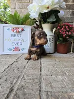 Rocky, a male Miniature Dachshund for sale in Georgetown, TX – Photo 4 of 10