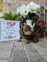 Rocky, a male Miniature Dachshund for sale in Georgetown, TX – Photo 9 of 10