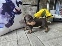 Sally, a female Miniature Dachshund for sale in Georgetown, TX – 9 of 10