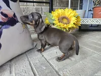 Molly, a female Miniature Dachshund for sale in Georgetown, TX – 6 of 10