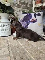 Bear, a male Miniature Dachshund for sale in Georgetown, TX – 4 of 9