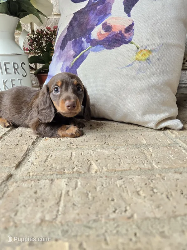Buddy, a male Miniature Dachshund for sale in Georgetown, TX – 1 of 8