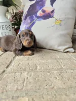 Buddy, a male Miniature Dachshund for sale in Georgetown, TX – 1 of 8