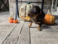 Molly, a female Miniature Dachshund for sale in Georgetown, TX – 3 of 10