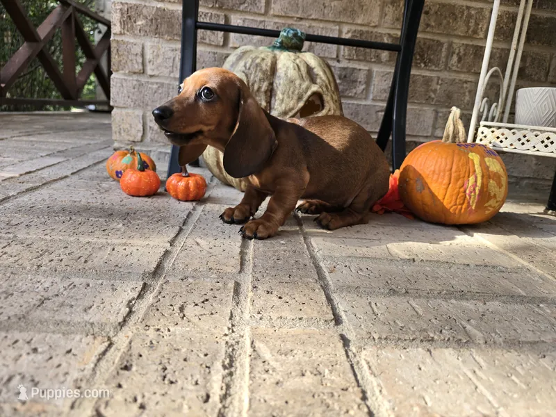 Penny – Miniature Dachshund puppy for sale in Georgetown, TX