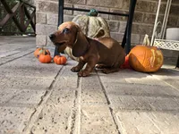 Penny, a female Miniature Dachshund for sale in Georgetown, TX – 1 of 10