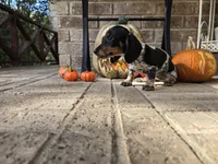 Lucy, a female Miniature Dachshund for sale in Georgetown, TX – 8 of 10