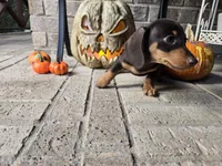 Molly, a female Miniature Dachshund for sale in Georgetown, TX – 2 of 10