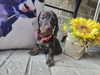 Molly, a female Miniature Dachshund for sale in Georgetown, TX – 5 of 10
