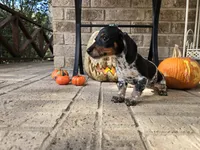 Lucy, a female Miniature Dachshund for sale in Georgetown, TX – 9 of 10