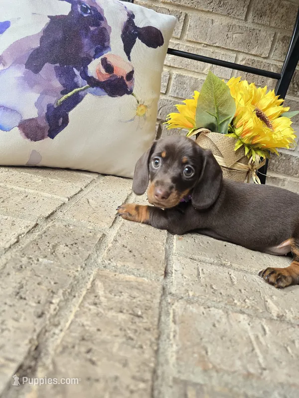 Molly – Miniature Dachshund puppy for sale in Georgetown, TX