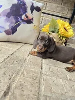 Molly, a female Miniature Dachshund for sale in Georgetown, TX – 1 of 7