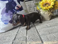 Daisy, a female Miniature Dachshund for sale in Georgetown, TX – 6 of 10