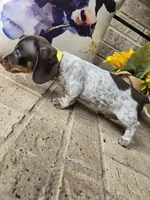 Barbie, a female Miniature Dachshund for sale in Georgetown, TX – 6 of 8