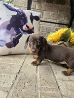 Princess, a female Miniature Dachshund for sale in Georgetown, TX – 5 of 7