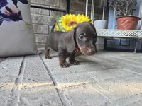 Daisy, a female Miniature Dachshund for sale in Georgetown, TX – 10 of 10