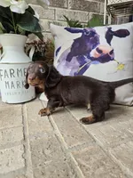 Bear, a male Miniature Dachshund for sale in Georgetown, TX – 5 of 9