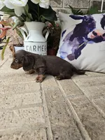 Buddy, a male Miniature Dachshund for sale in Georgetown, TX – 8 of 8