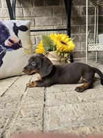 Molly, a female Miniature Dachshund for sale in Georgetown, TX – 4 of 7