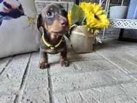 Sally, a female Miniature Dachshund for sale in Georgetown, TX – 7 of 10