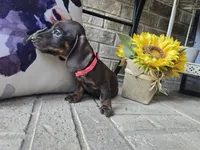 Molly, a female Miniature Dachshund for sale in Georgetown, TX – 4 of 10