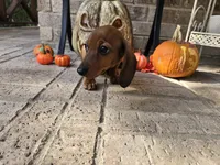 Penny, a female Miniature Dachshund for sale in Georgetown, TX – 8 of 10
