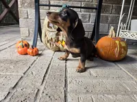 Molly, a female Miniature Dachshund for sale in Georgetown, TX – 10 of 10