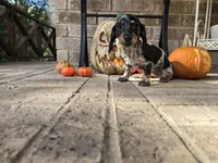 Lucy, a female Miniature Dachshund for sale in Georgetown, TX – 5 of 10